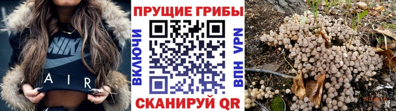 Псилоцибиновые грибы MAGIC MUSHROOMS  даркнет Telegram  Мариинский Посад 